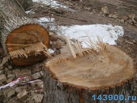 СЕРДЮКОВКА. Сотни 80-летних деревьев срубили