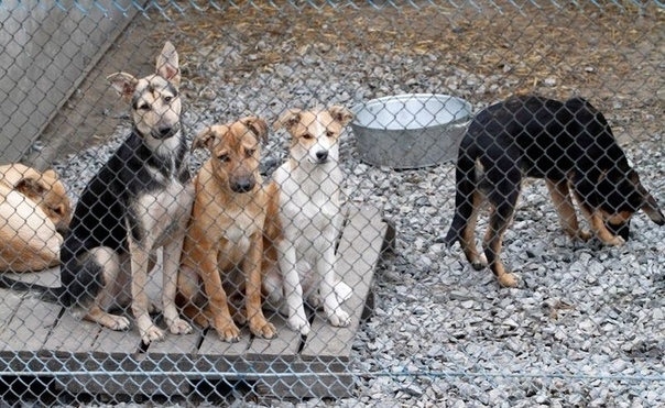 160 миллионов рублей потратят на отлов и содержание безнадзорных собак во всём Подмосковье.