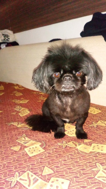 Здравствуйте пропала собака порода пекинес чёрная без ошейника.