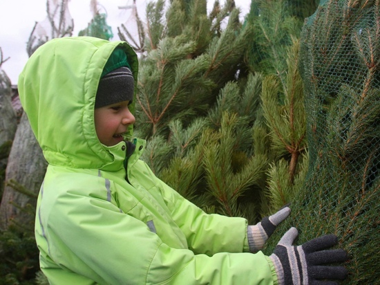 ЗА СКОЛЬКО ВЫ КУПИЛИ СВОЮ ЁЛОЧКУ Жители Московской области смогут приобрести новогоднюю елку на специальных базарах по цене от 600