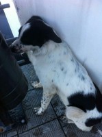 Друзья, поможем найти хозяев собачке! В Новокосино в 9-00 17 04 16 обнаружен щенок кобель - подросток. Реутов