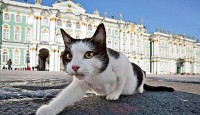 Домики для кошек появятся в подвалах домов Комиссия Общественной палаты России по экологии и охране окружающей среды совместно с Балашиха недвижимость и строительство