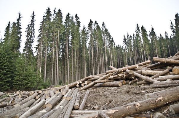 В Горенском лесопарке провели опиловку и вырубку деревьев на площади 13 гектаров.
