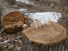 СЕРДЮКОВКА. Сотни 80-летних деревьев срубили