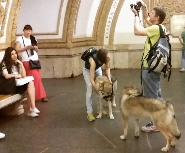 Экзотика. Волкособ (помесь волка с собакой) в московском метро. Обычно этот гибрид получается путём скрещивания  арктического волка с хаски или маламутом. #балашиха #метро #фаунароссии